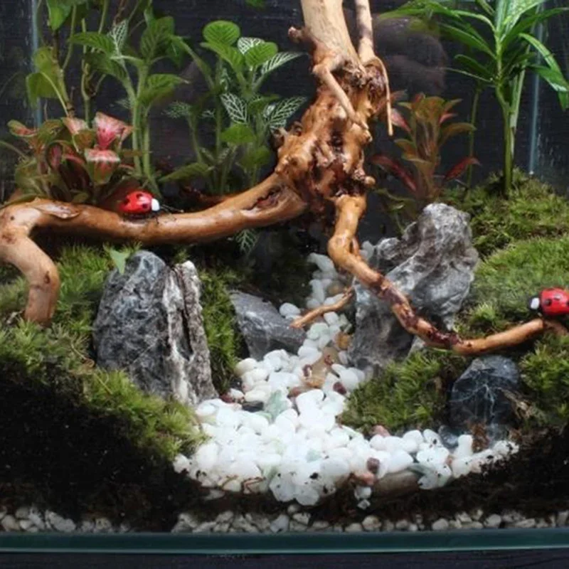 Naturalne drzewo pnia Driftwoo – Aquarium Marine Rock recenzja i cena